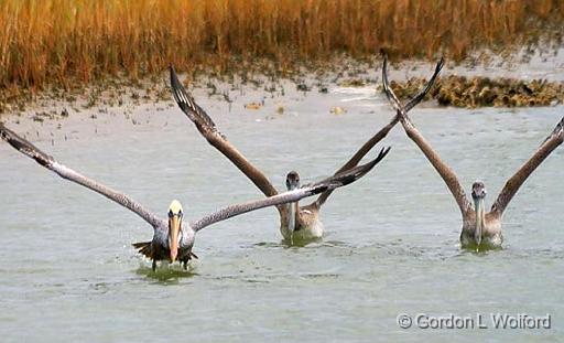 Pelicans Taking Wing_30365.jpg - Photographed along the Gulf coast near Port Lavaca, Texas, USA.